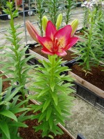 [1624 Arsenal No02.JPG]